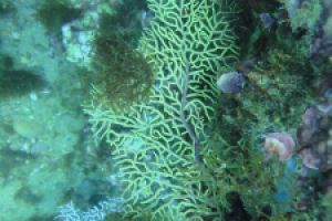 BARBATE - BARBATE - LOS BOQUETES - Cádiz barbate España foto 5