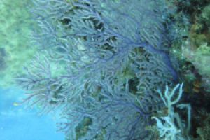 BARBATE - BARBATE - LOS BOQUETES - Cádiz barbate España foto 7