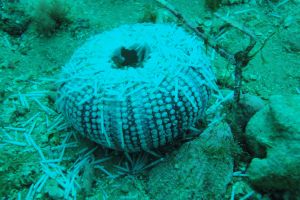 BARBATE - BARBATE - LOS BOQUETES - Cádiz barbate España foto 8