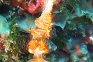 BARBATE - BARBATE - LOS BOQUETES - Cádiz barbate España foto 9