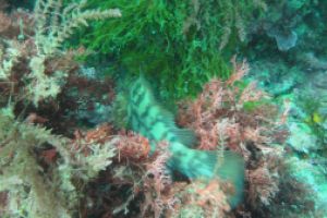 ISLA DE LAS PALOMAS - TARIFA - LAS CALDERAS - Cádiz TARIFA España foto 12