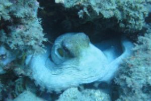 LA HERRADURA - ALMUÑECAR - RESERVA MAGRO GORDO - Granada la herradura España foto 10