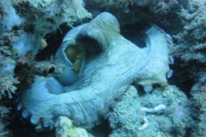 LA HERRADURA - ALMUÑECAR - RESERVA MAGRO GORDO - Granada la herradura España foto 11