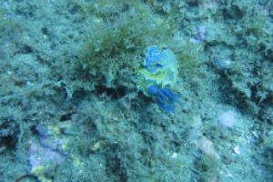 LA HERRADURA - ALMUÑECAR - RESERVA MAGRO GORDO - Granada la herradura España foto 12