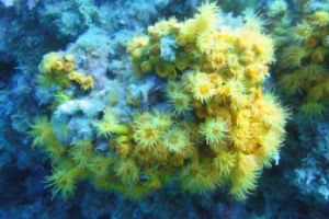 LA HERRADURA - ALMUÑECAR - RESERVA MAGRO GORDO - Granada la herradura España foto 13