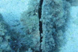 LA HERRADURA - ALMUÑECAR - RESERVA MAGRO GORDO - Granada la herradura España foto 14