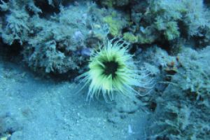 LA HERRADURA - ALMUÑECAR - RESERVA MAGRO GORDO - Granada la herradura España foto 16