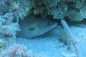 LA HERRADURA - ALMUÑECAR - RESERVA MAGRO GORDO - Granada la herradura España foto 17