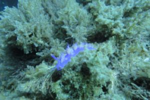 LA HERRADURA - ALMUÑECAR - RESERVA MAGRO GORDO - Granada la herradura España foto 18