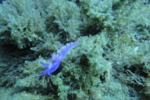 LA HERRADURA - ALMUÑECAR - RESERVA MAGRO GORDO - Granada la herradura España foto 19