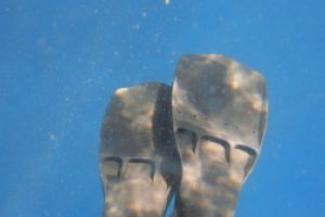 LA HERRADURA - ALMUÑECAR - RESERVA MAGRO GORDO - Granada la herradura España foto 2