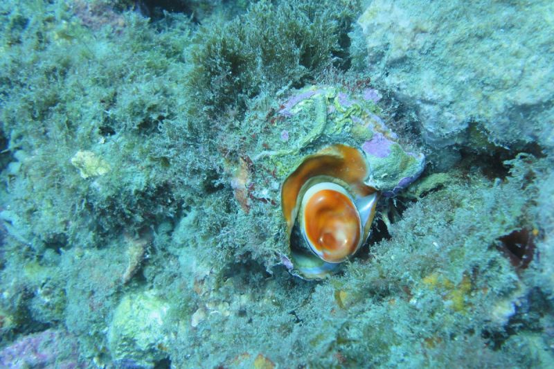 LA HERRADURA - ALMUÑECAR - RESERVA MAGRO GORDO - Granada la herradura Spain