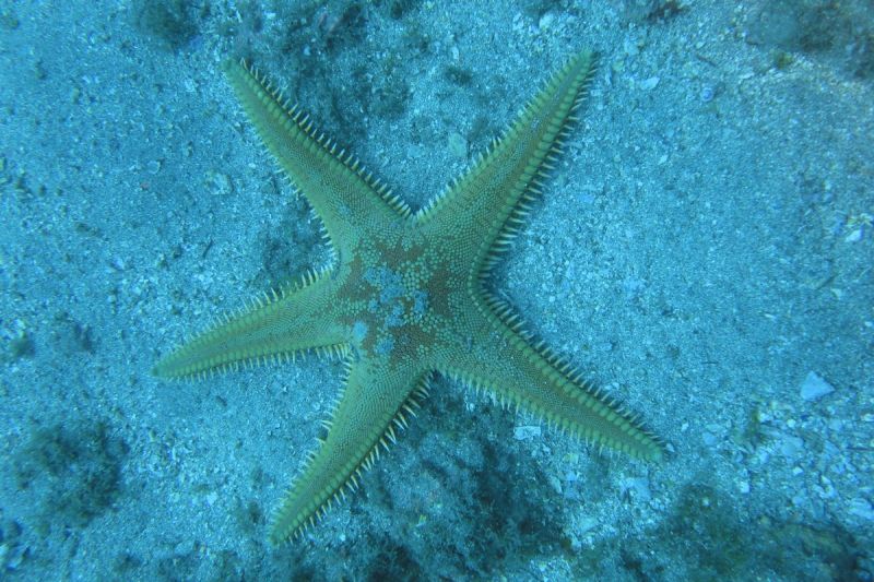 LA HERRADURA - ALMUÑECAR - PUNTA DE LA MONA - Granada Almuñécar Spain