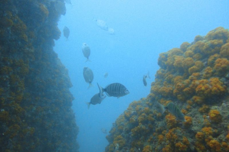 SANCTI PETRI - CHICLANA - LA PIEDRA DE PEPI - Cádiz Chiclana de la Frontera Spain