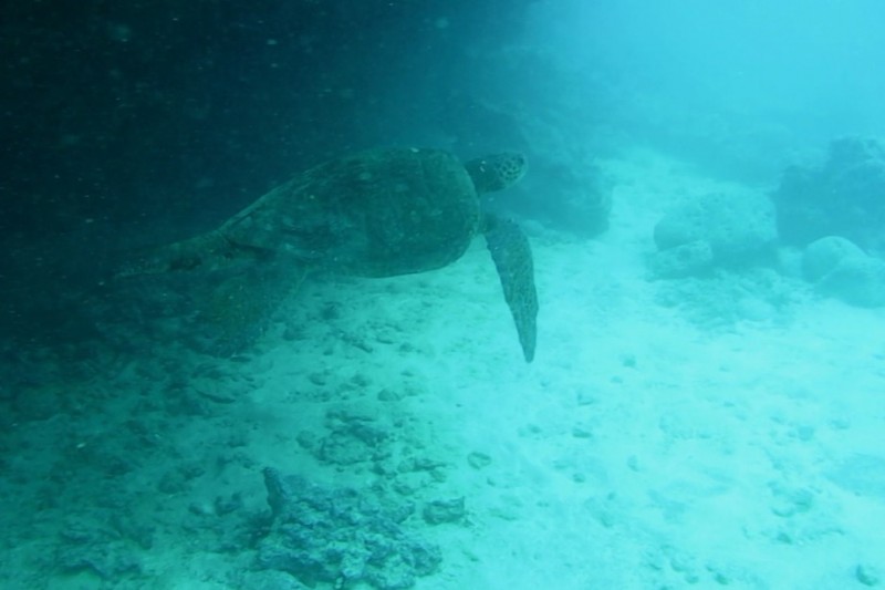 TIJERETAS - GALAPAGOS - ECUADOR -  Puerto Baquerizo Moreno Ecuador