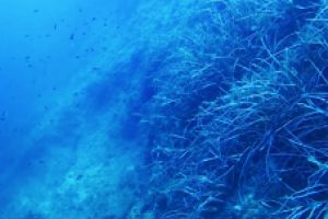 MALVÍN NORTE - IBIZA - Baleares Eivissa España foto 1