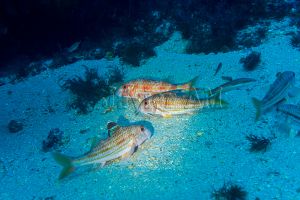 PECIO DON JUAN - TARIFA - Cádiz Tarifa España foto 9