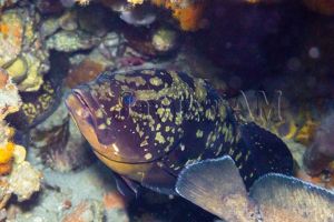 MARROQUÍ DE PONIENTE - TARIFA - Cádiz TARIFA España foto 4