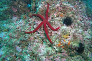 PUNTA DE LA MONA - LA HERRADURA - GRANADA - Granada Almuñécar Spain foto 1