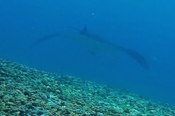 KARANGS MAKASAR- KOMODO NATIONAL PARK- INDONESIA - West Nusa Tenggara LABUANHBAJO Indonesia