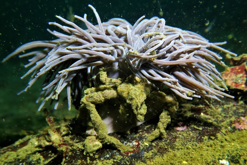 INMERSIÓN CON DE PEGO - Pontevedra Sanjenjo Spain