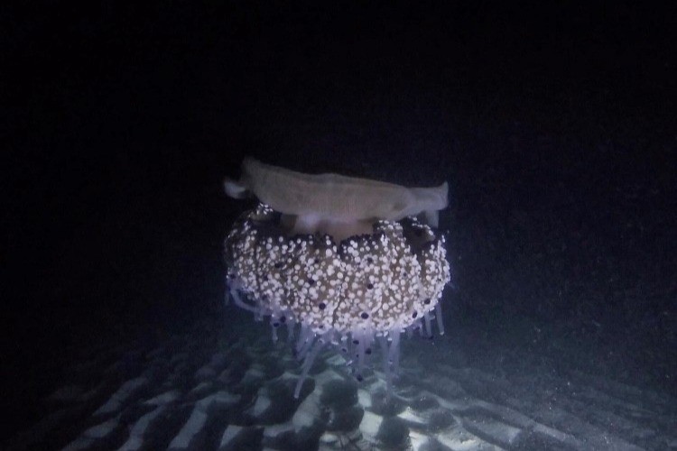 CABO HUERTAS - ALICANTE - NOCTURNA - Alicante Cabo huertas España