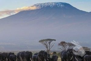 Safari compartido en Kenia extensión Zanzibar