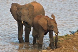 Kenia Safari  compartido y Buceo en Diani Beach ( Mombasa) Foto 4
