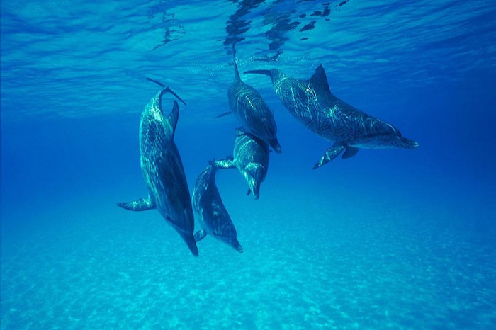 KICHUANI NUNGWI ZANZIBAR -  NUNGWI Tanzania