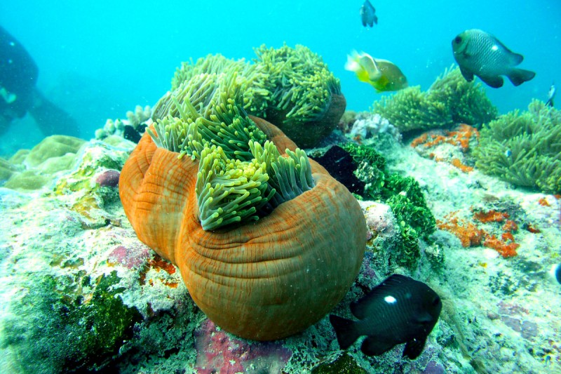 SAKINA NUNGWI ZANZIBAR -  NUNGWI Tanzania