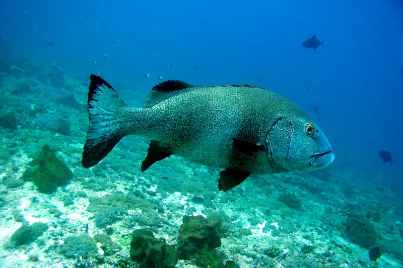 NAKINVELLE NUNGWI ZANZIBAR -  NUNGWI Tanzania