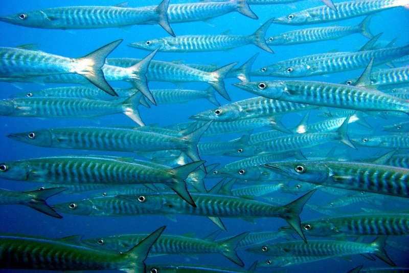 NUNGWI REEF -  NUNGWI Tanzania