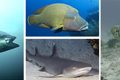 NJAO GAP PEMBA ZANZIBAR -  PEMBA Tanzania