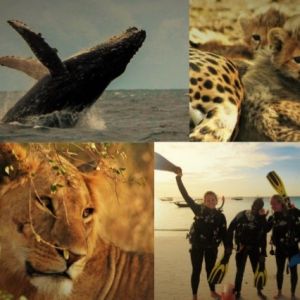 Spanish Lions Diving & Safari