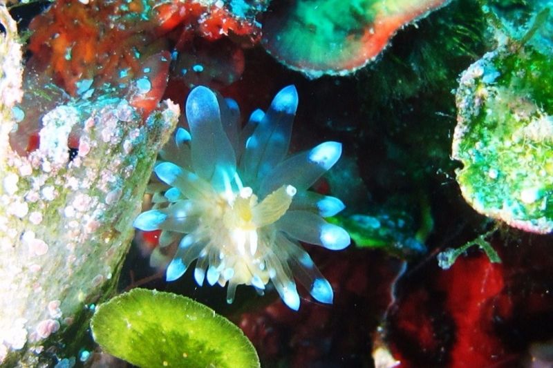 SES IELLES  -  CAP DE CREUS