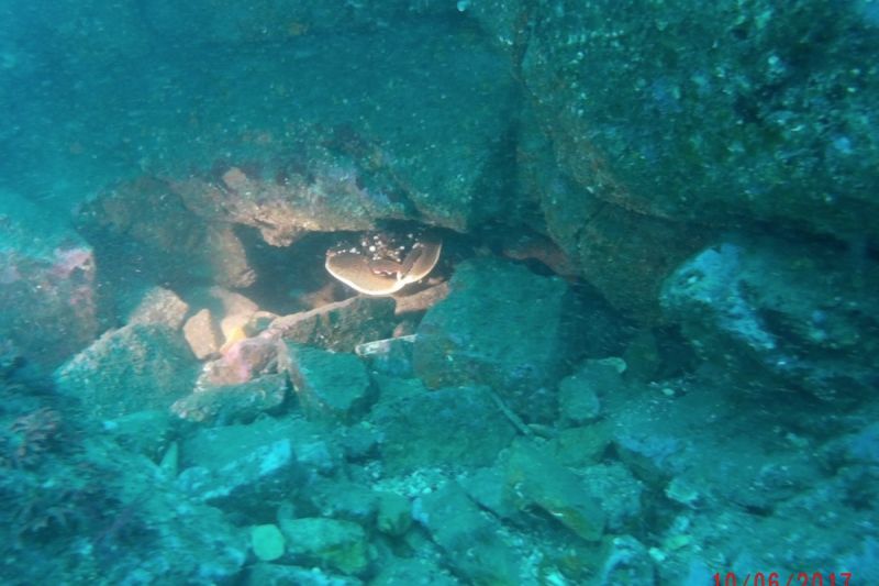 Bajo del Señorío - Asturias Muros de Nalón Spain