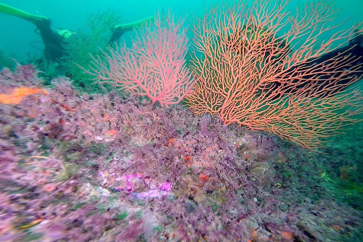 CANTÁBRICO - BERMEO - ARRIBOLAS - Bizkaia Bermeo España