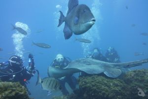 Ocean Trek Dive Club Adeje  Foto 6