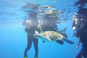 Ocean Trek Dive Club Adeje  Foto 7