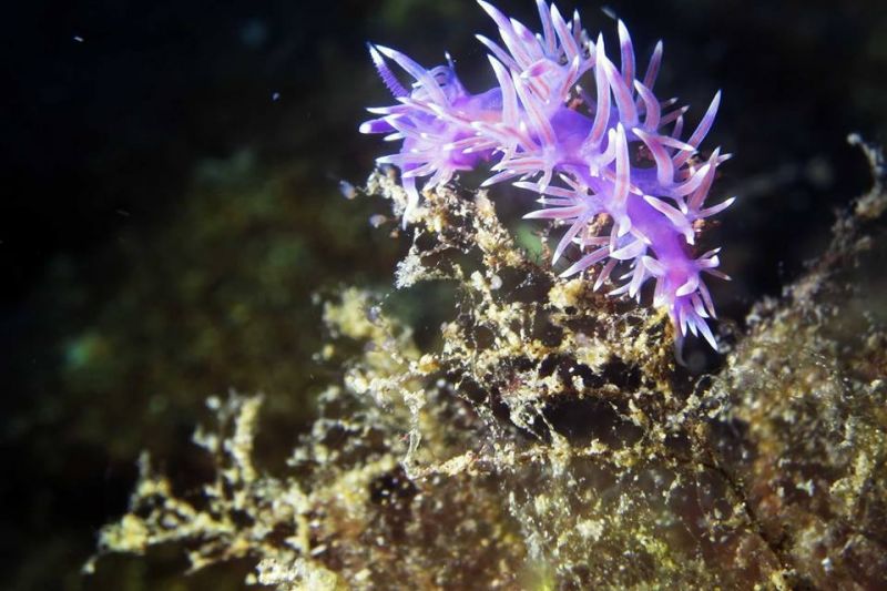 Las Palmas/ Arinaga/ El Cabron - Las Palmas Arinaga - El Cabrón  Spain