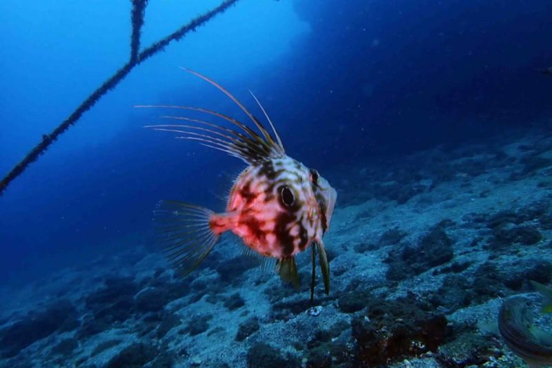 GRAN CANARIA - TUFIA - Las Palmas Telde Spain