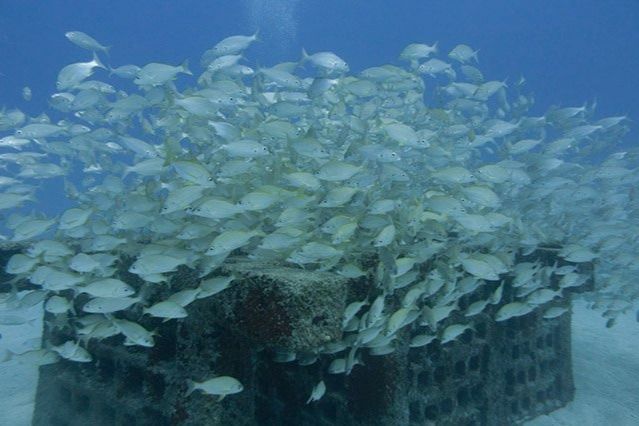 GRAN CANARIA - PASITO BLANCO - ARRECIFE ARTIFICIAL -  Arguineguin Spain