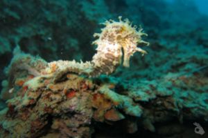 OdySea - Diving Center Foto 3