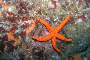 MergulloViveiro Foto 3