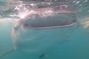 TIBURONES BALLENA- LA PAZ- BAJA CALIFORNIA - Baja California La Paz Mexico