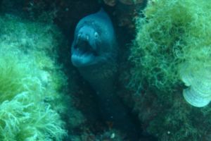 LA GROSA- SAN PEDRO DEL PINATAR- ESPAÑA - Murcia San Pedro del Pinatar Spain