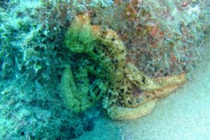 EL PORIL- LANZAROTE- ESPAÑA - Las Palmas Lanzarote Spain