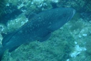 PILES I- CABO DE PALOS- ESPAÑA - Murcia Cabo de Palos Spain