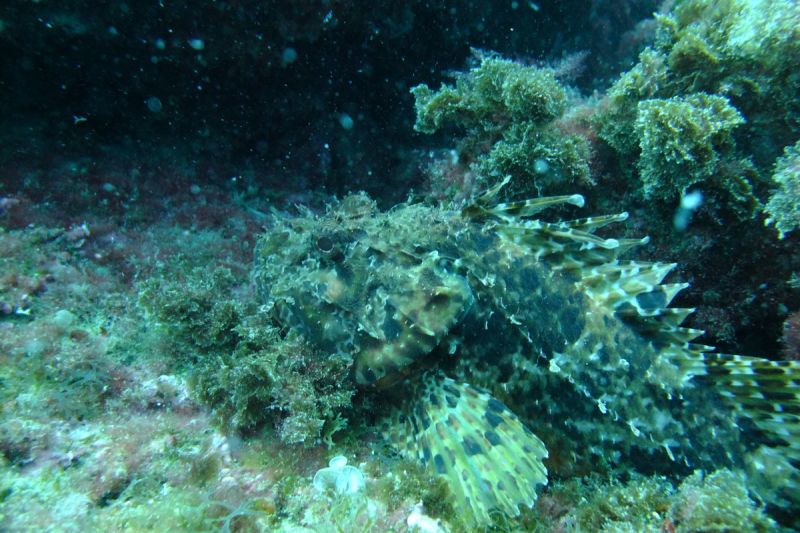 LOS ARCOS- BENIDORM- ESPAÑA - Alicante Benidorm Spain