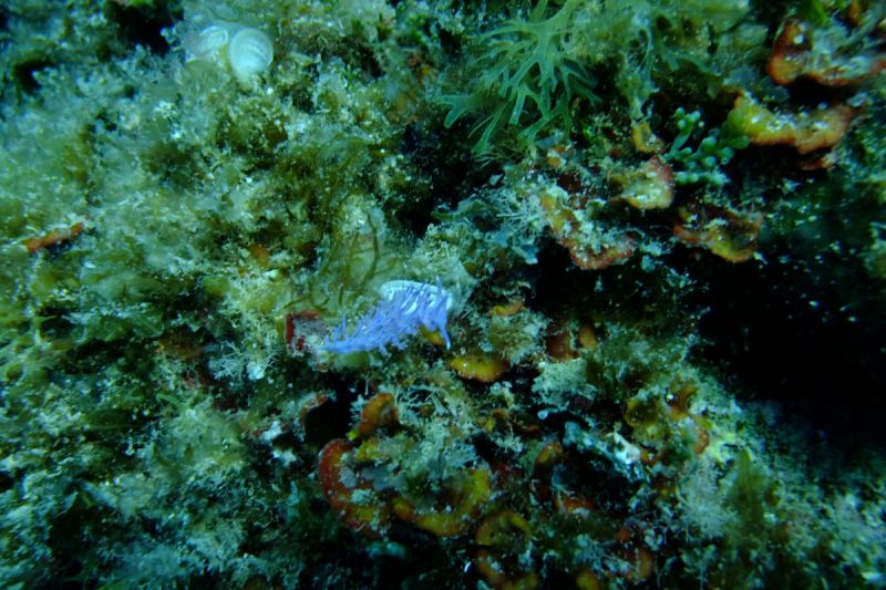 LA LLOSA- BENIDORM- ESPAÑA - Alicante Benidorm Spain